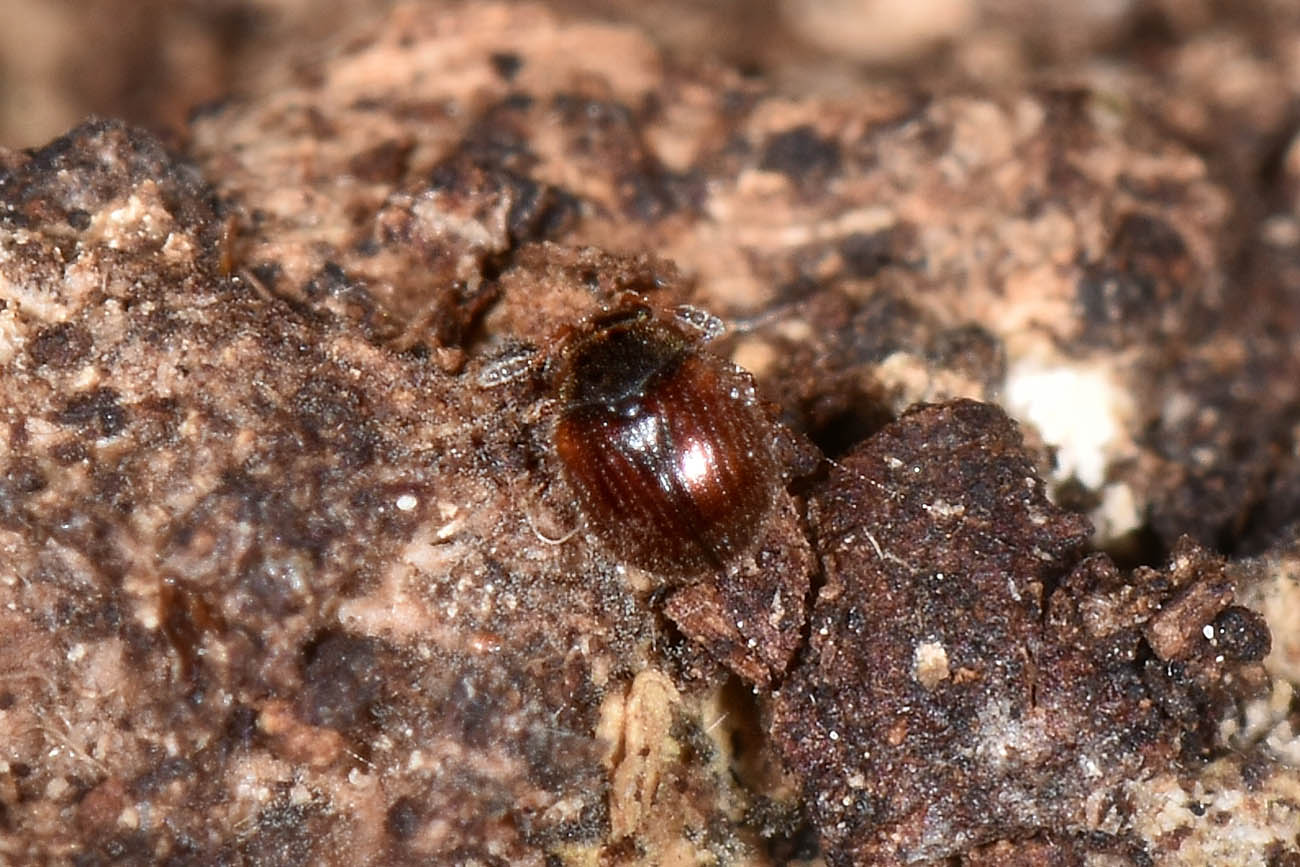 Sphindidae? S, Aspidiphorus sp.